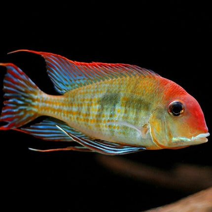 Ciclido Geophagus tapajos Red Head 4-5 cm