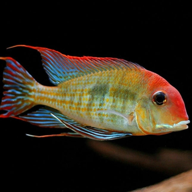 Ciclido Geophagus tapajos Red Head 4-5 cm