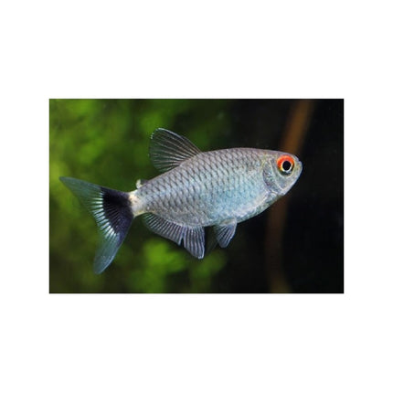 Filomena Tetra de Ojo Rojo M Moenkhausia sanctaefilomenae