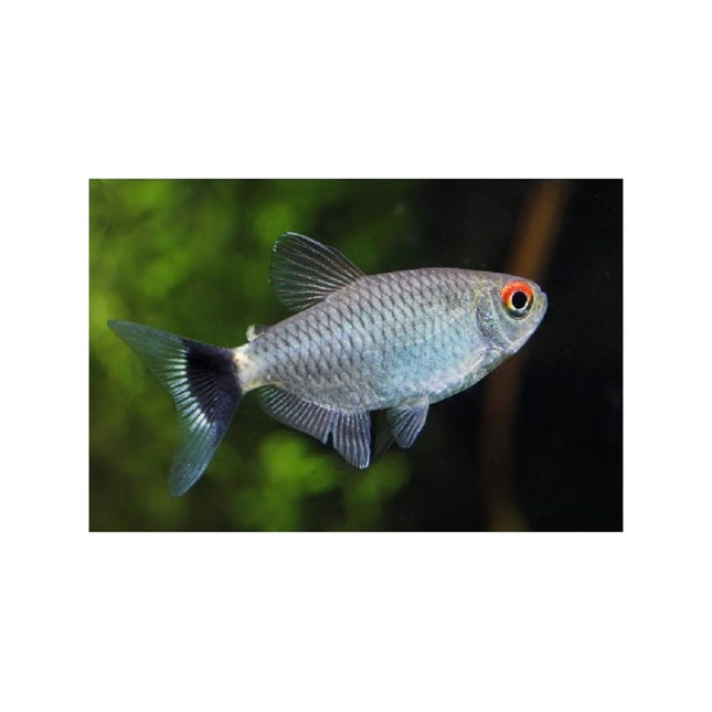 Filomena Tetra de Ojo Rojo M Moenkhausia sanctaefilomenae