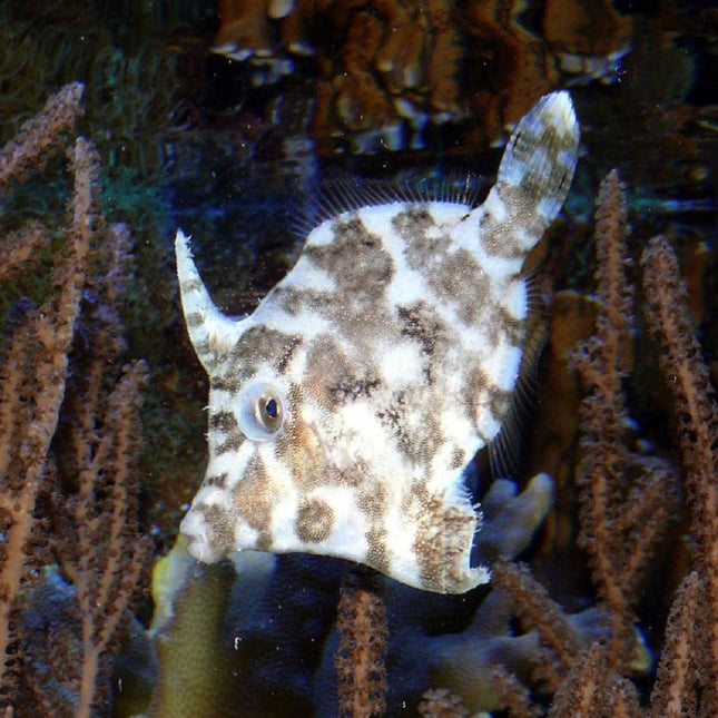 Acreichthys tomentosus S/M