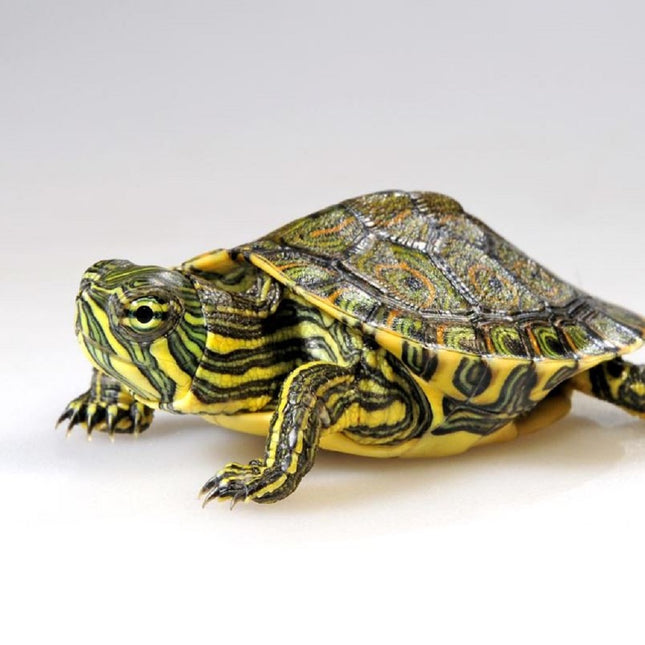 Tortuga Acuática Trachemys venusta / Pseudemis nelsoni