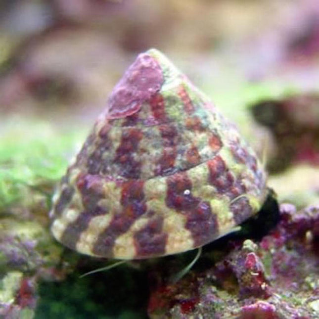 Trochus histrio