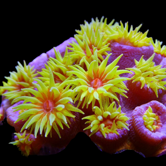 Tubastraea XL 12 cm
