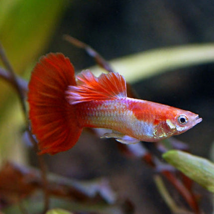 Guppy Tuxedo Blond Koy 3-3,5 cm (Pareja)
