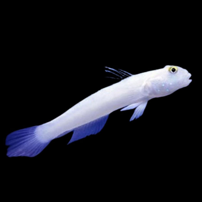 Valenciennea sexguttata