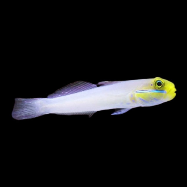 Valenciennea strigata