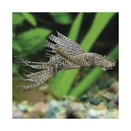 Ancistrus velo 4-5 cm