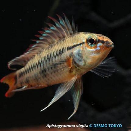 Ciclido Apistogramma viejita L