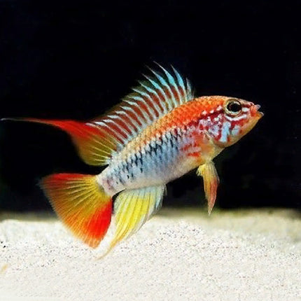 Ciclido Apistogramma viejita II L