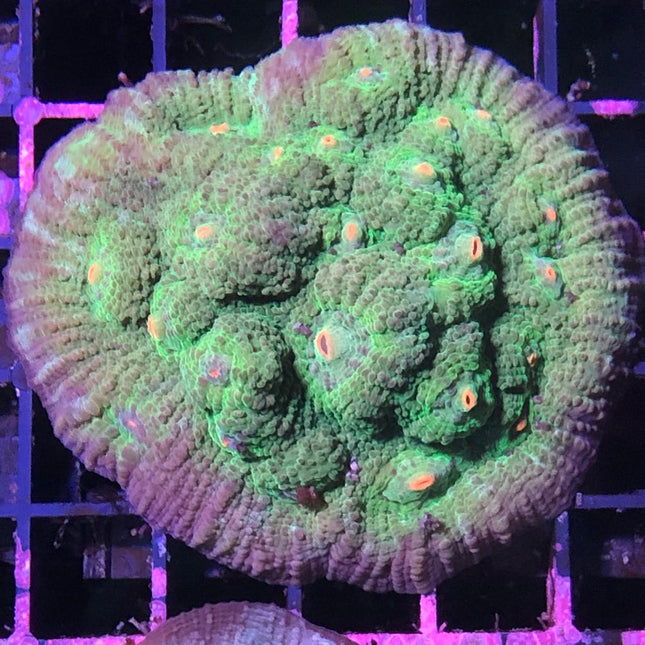 Echinophyllia (Chalice) L