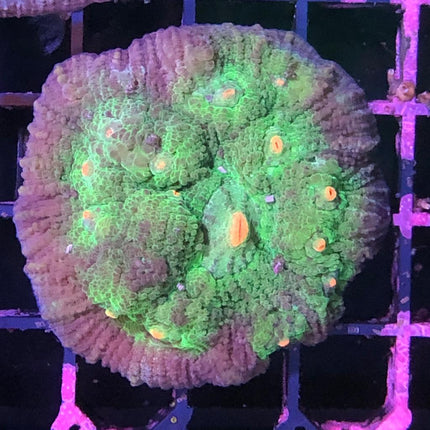 Echinophyllia (Chalice) L
