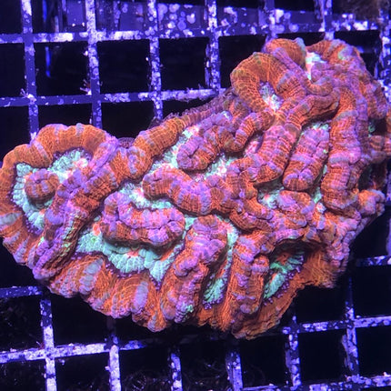 Symphyllia XL