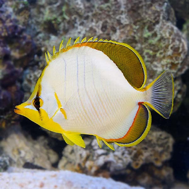 Chaetodon xanthocephalus S/M