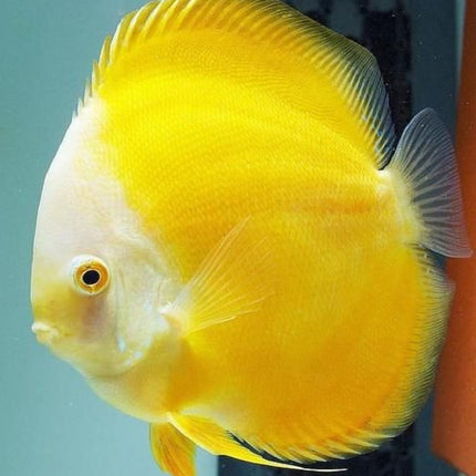 Disco Yellow Melon Premium 5-6 cm