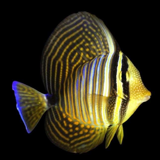 Cirujano Vela o Zebrasoma veliferum
