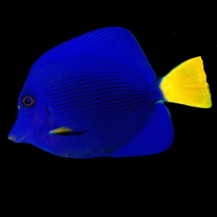 Zebrasoma xanthurum SM