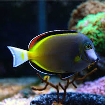 Acanthurus japonicus S/M
