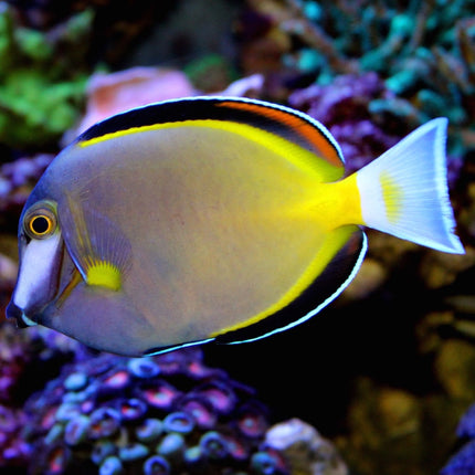 Acanthurus japonicus S/M