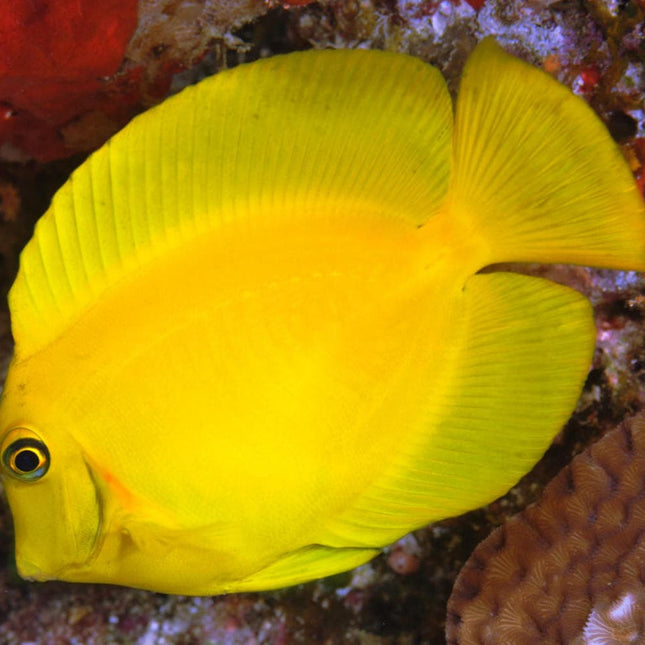 Pez Cirujano Chocolate o Acanthurus pyroferus