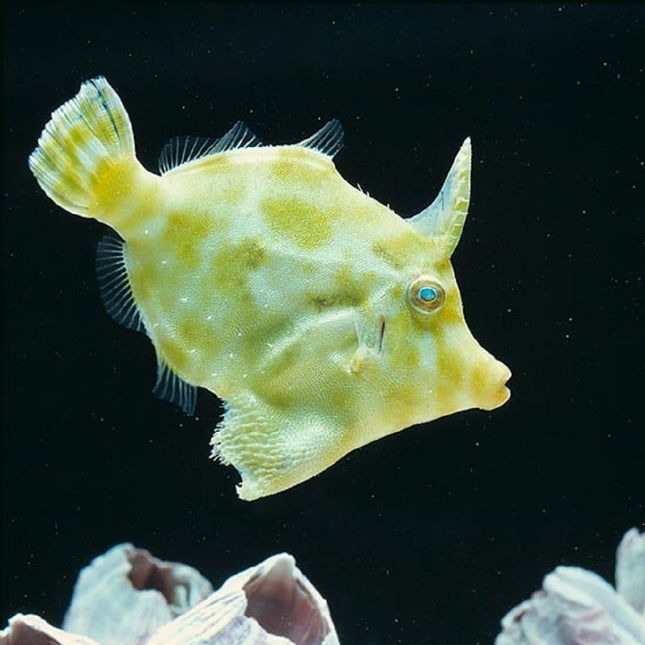Acreichthys Tomentosus