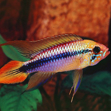Ciclido Apistogramma agassizii Doble Rojo 3-4 cm