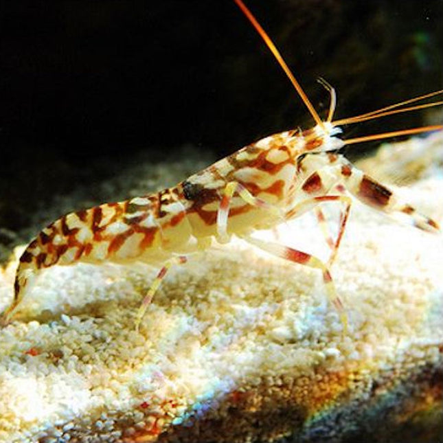 Camarón Pistola o Alpheus bellulus
