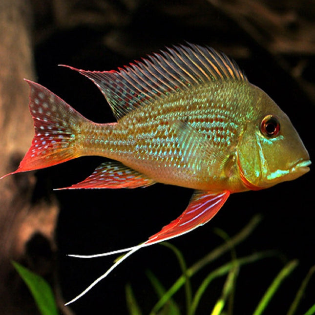 Ciclido Geophagus surinamensis 7-8 cm