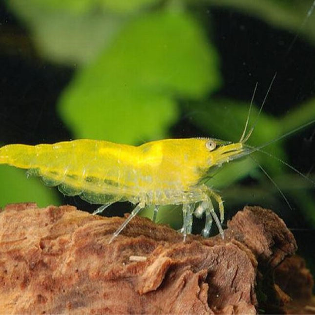 Gamba Neocaridina davidi var Yellow