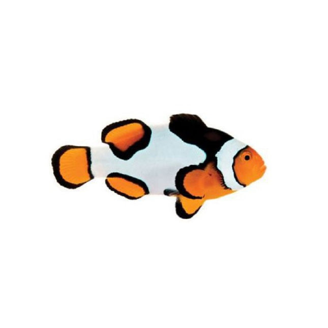 Pez Payaso Amphiprion Percula Picasso