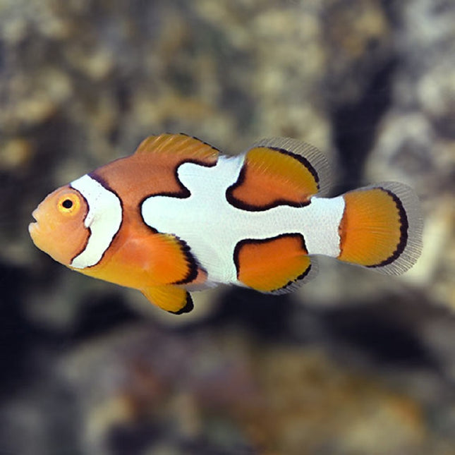 pez payaso Amphiprion Percula Picasso