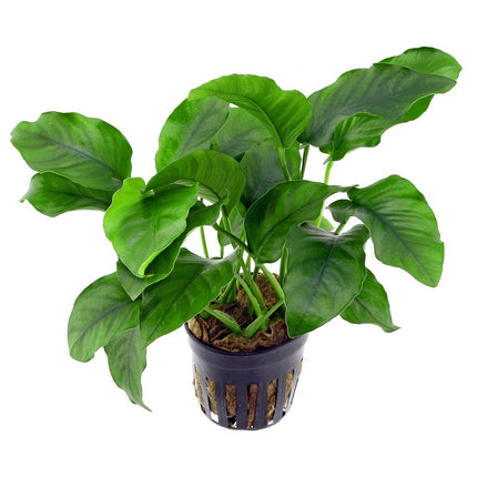 Anubias barteri