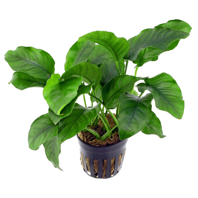 Anubias barteri