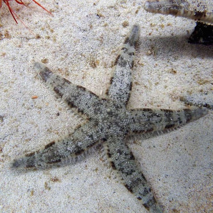Estrella de Arena o Archaster typicus