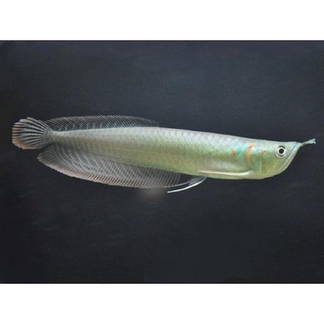 Arowana Amazónica Plata 10-12 cm