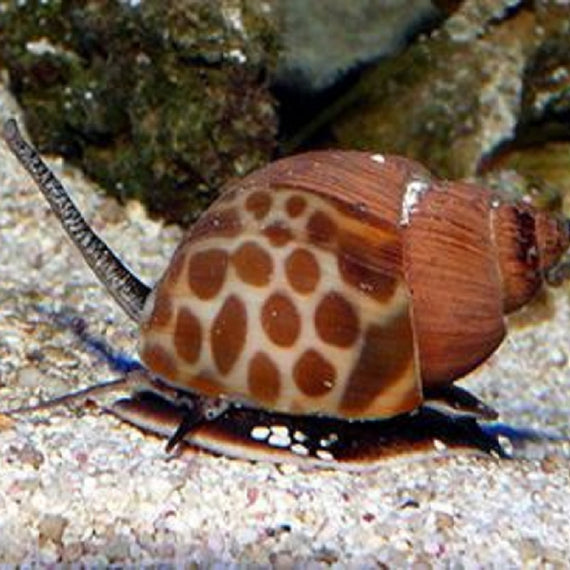 caracol marino babylonia formosae