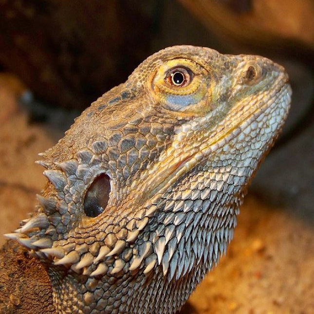 Dragón Barbudo Australiano