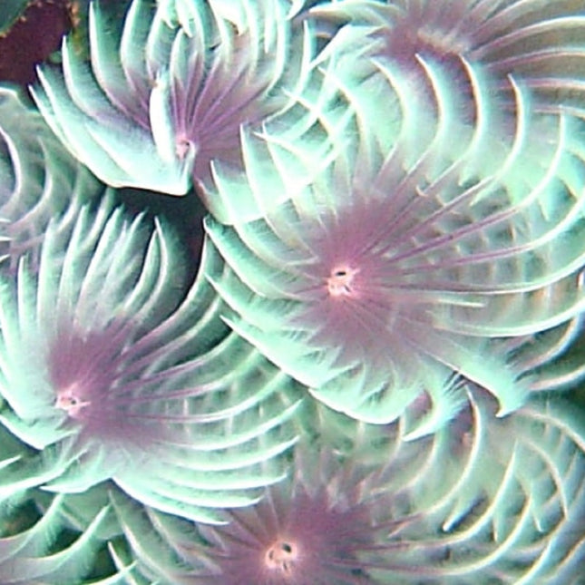Bispira brunnea