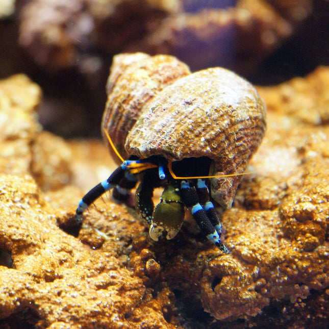 Calcinus elegans