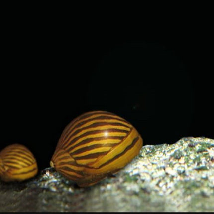 Caracol Cebra o Neritina natalensis