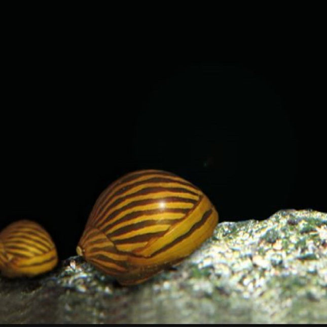 Caracol Cebra o Neritina natalensis