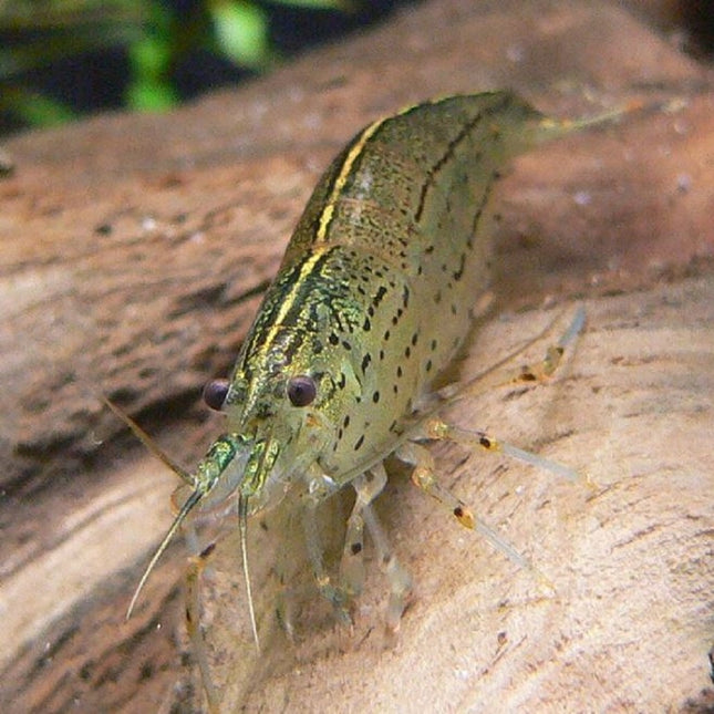 Gamba Caridina (japonica) multidentata