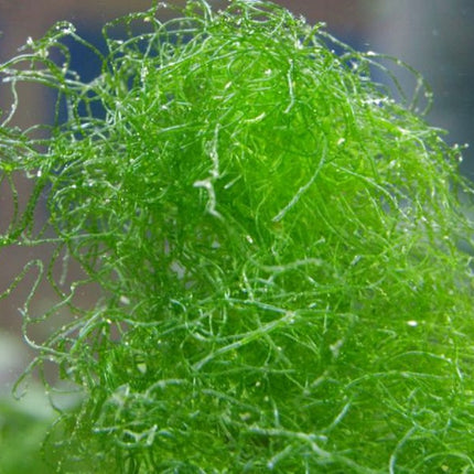 Alga Chaetomorpha