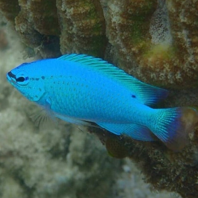 Chrysiptera cyanea o Damisela Azul S/M