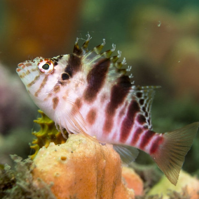 Pez Halcón Moteado o Cirrhitichthys aprinus