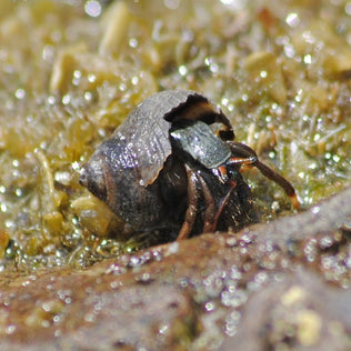 cangrejo ermitaño Clibanarius sp