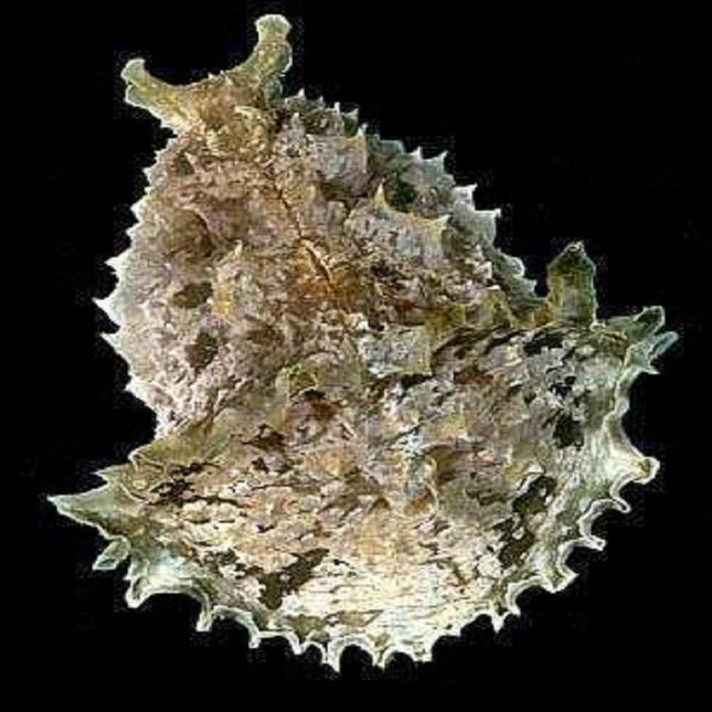 Dolabella auricularia
