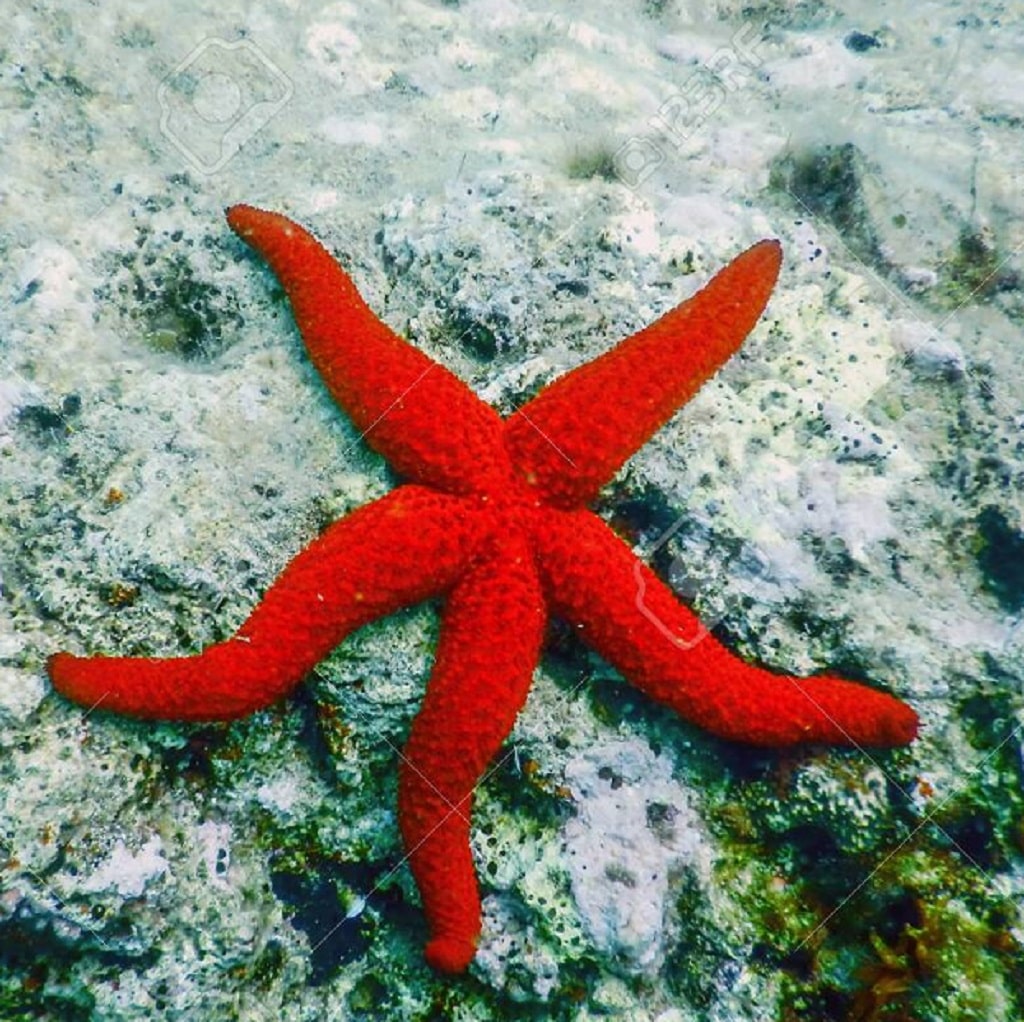 Estrella de mar roja de ICA (15.5 cm) — ICA S.A.