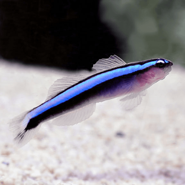 pez gobio Elacatinus Oceanops