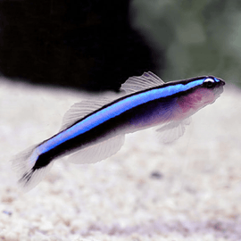 pez gobio Elacatinus Oceanops 